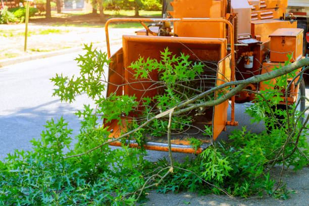 How Our Tree Care Process Works  in  Winnsboro, SC